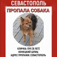 Подробнее об объявлении «Пропала собака Севастополь» Фото: пропала собака Немецкий шпиц «Пропала собака Севастополь» в г. Севастополь