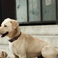 Подробнее об объявлении «Каспийск Пропала собака кобель пёс 2 с половиной года, кличка персик» Фото: пропала собака  «Каспийск Пропала собака кобель пёс 2 с...» в г. Каспийск