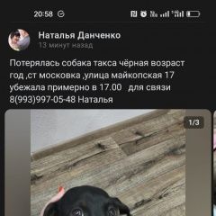 Подробнее об объявлении «Пропала собака такса черная 1 год Омск» Фото: пропала собака Такса «Пропала собака такса черная 1 год Омск» в г. Омск