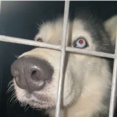 Подробнее об объявлении «Троицк Пропала собака кобель хаски кобель» Фото: пропала собака  «Троицк Пропала собака кобель хаски кобель» в г. Троицк