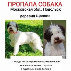 Подробнее об объявлении «Подольск Пропала собака» Фото: пропала собака  «Подольск Пропала собака» в г. Подольск