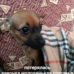 Подробнее об объявлении «Пропала собака маленька собачка, комнатная Кабардинка» Фото: пропала собака  «Пропала собака маленька собачка, комнатная...» в г. Кабардинка