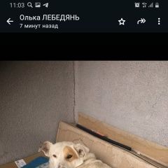 Подробнее об объявлении «Липецк Пропала собака кобель» Фото: пропала собака  «Липецк Пропала собака кобель» в г. Липецк