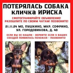 Подробнее об объявлении «Софрино Пропала собака помогите» Фото: пропала собака Той-терьер «Софрино Пропала собака помогите» в г. Софрино