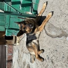 Подробнее об объявлении «Новосибирск Пропала собака» Фото: пропала собака Немецкая овчарка «Новосибирск Пропала собака» в г. Новосибирск
