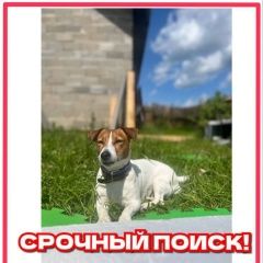 Подробнее об объявлении «Москва Пропала собака западное дегунино» Фото: пропала собака Джек рассел терьер «Москва Пропала собака западное дегунино» в г. Москва