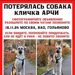 Подробнее об объявлении «Пропала собака кобель помогите пожалуйста найти собаку Москва» Фото: пропала собака  «Пропала собака кобель помогите пожалуйста найти...» в г. Москва