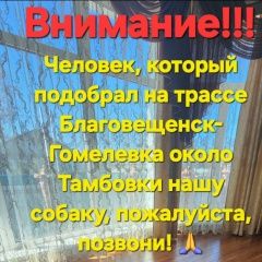 Подробнее об объявлении «Пропала собака кобель Тамбовка» Фото: пропала собака  «Пропала собака кобель Тамбовка» в г. Тамбовка
