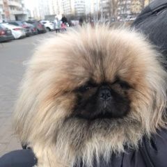 Подробнее об объявлении «Краснодар Пропала собака кобель пекинес» Фото: пропала собака Пекинес «Краснодар Пропала собака кобель пекинес» в г. Краснодар