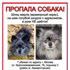 Подробнее об объявлении «Пропала собака Москва» Фото: пропала собака  «Пропала собака Москва» в г. Москва