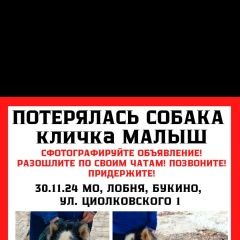 Подробнее об объявлении «Лобня Пропала собака кобель помогите найти пожалуйста» Фото: пропала собака Аляскинский маламут «Лобня Пропала собака кобель помогите найти...» в г. Лобня
