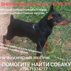Подробнее об объявлении «Ногинск Пропала собака кобель максимальный репост» Фото: пропала собака Цвергпинчер (Карликовый пинчер) «Ногинск Пропала собака кобель максимальный репост» в г. Ногинск
