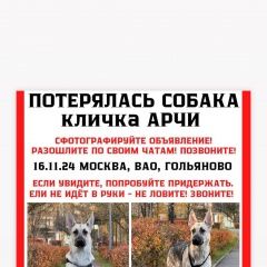 Подробнее об объявлении «Пропала собака кобель продолжаем поиск арчи Москва» Фото: пропала собака  «Пропала собака кобель продолжаем поиск арчи Москва» в г. Москва