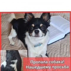 Подробнее об объявлении «Пропала собака кобель откликается на кличку арчи Новоалександровск» Фото: пропала собака Чихуахуа «Пропала собака кобель откликается на кличку...» в г. Новоалександровск