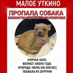 Подробнее об объявлении «Пропала собака Бор» Фото: пропала собака  «Пропала собака Бор» в г. Бор