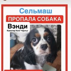 Подробнее об объявлении «Пропала собака Гомель» Фото: пропала собака  «Пропала собака Гомель» в г. Гомель