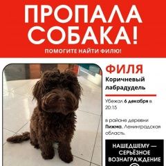 Подробнее об объявлении «Пропала собака дорбрые люди помогите найти Санкт-Петербург» Фото: пропала собака  «Пропала собака дорбрые люди помогите найти...» в г. Санкт-Петербург
