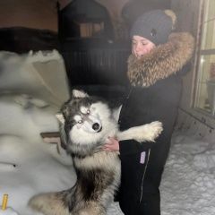 Подробнее об объявлении «Пропала собака кобель Раменское» Фото: пропала собака Сибирская хаски «Пропала собака кобель Раменское» в г. Раменское