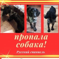 Подробнее об объявлении «Пропала собака кобель нашедшему вознаграждение гарантируем. Городищи (Владимирская обл.)» Фото: пропала собака Русский охотничий спаниель «Пропала собака кобель нашедшему вознаграждение...» в г. Городищи (Владимирская обл.)