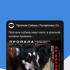 Подробнее об объявлении «Пропала собака завут катя, в красной шлейке Арамиль» Фото: пропала собака  «Пропала собака завут катя, в красной шлейке...» в г. Арамиль
