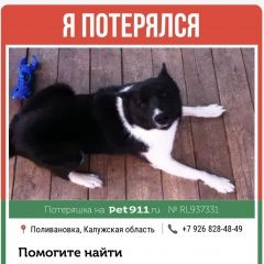 Подробнее об объявлении «Пропала собака кобель прошу помощи Жуков» Фото: пропала собака Русско-европейская лайка «Пропала собака кобель прошу помощи Жуков» в г. Жуков