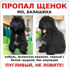 Подробнее об объявлении «Пропала собака кобель щенок Балашиха» Фото: пропала собака  «Пропала собака кобель щенок Балашиха» в г. Балашиха