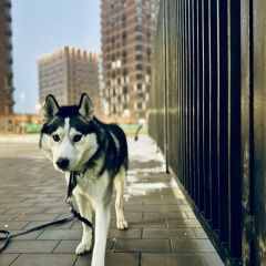 Подробнее об объявлении «Москва Пропала собака кобель хаски яго без хвоста» Фото: пропала собака Сибирская хаски «Москва Пропала собака кобель хаски яго без хвоста» в г. Москва