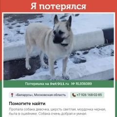 Подробнее об объявлении «Пропала собака Можайск» Фото: пропала собака  «Пропала собака Можайск» в г. Можайск