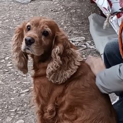 Подробнее об объявлении «Пропала собака кокер спаниель Керчь» Фото: пропала собака Английский кокер-спаниель «Пропала собака кокер спаниель Керчь» в г. Керчь
