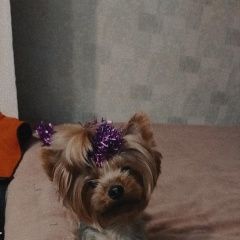Подробнее об объявлении «Пропала собака Верхняя Пышма» Фото: пропала собака Йоркширский терьер «Пропала собака Верхняя Пышма» в г. Верхняя Пышма