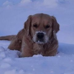 Подробнее об объявлении «Пропала собака кобель золотистый ретрвер Медногорск» Фото: пропала собака Ротвейлер «Пропала собака кобель золотистый ретрвер...» в г. Медногорск