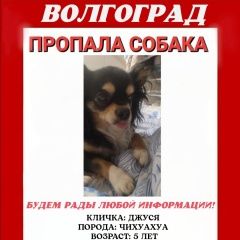Подробнее об объявлении «Пропала собака потерялась собака Волгоград» Фото: пропала собака Чихуахуа «Пропала собака потерялась собака Волгоград» в г. Волгоград