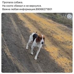 Подробнее об объявлении «Пропала собака кобель Богородицк» Фото: пропала собака  «Пропала собака кобель Богородицк» в г. Богородицк