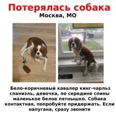 Подробнее об объявлении «Пропала собака Москва» Фото: пропала собака Кавалер кинг чарльз спаниель «Пропала собака Москва» в г. Москва