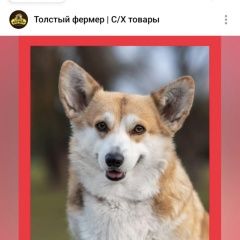 Подробнее об объявлении «Бронницы Пропала собака вельш корги пемброк» Фото: пропала собака Вельш корги «Бронницы Пропала собака вельш корги пемброк» в г. Бронницы