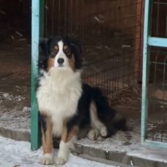 Подробнее об объявлении «Люберцы Пропала собака» Фото: пропала собака Австралийская овчарка «Люберцы Пропала собака» в г. Люберцы