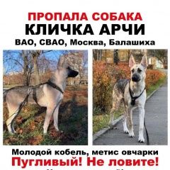 Подробнее об объявлении «Пропала собака кобель продолжаем розыск Москва» Фото: пропала собака  «Пропала собака кобель продолжаем розыск Москва» в г. Москва