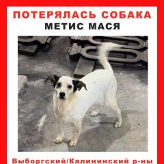 Подробнее об объявлении «Пропала собака Санкт-Петербург» Фото: пропала собака  «Пропала собака Санкт-Петербург» в г. Санкт-Петербург