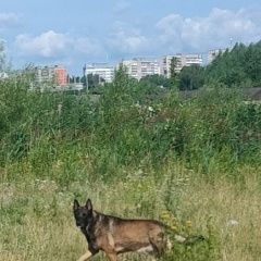 Подробнее об объявлении «Пропала собака кобель пожалуйста помогите Калининград (Кенигсберг)» Фото: пропала собака >  Бельгийская овчарка (грюнендаль,  малинуа, тервюрен) «Пропала собака кобель пожалуйста помогите...» в г. Калининград (Кенигсберг)