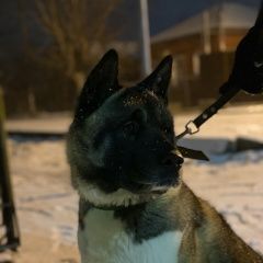 Подробнее об объявлении «Пропала собака Армавир» Фото: пропала собака  «Пропала собака Армавир» в г. Армавир