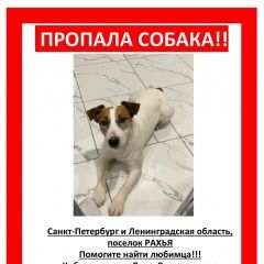 Подробнее об объявлении «Пропала собака кобель джек-рассел терьер Санкт-Петербург» Фото: пропала собака Джек рассел терьер «Пропала собака кобель джек-рассел терьер...» в г. Санкт-Петербург