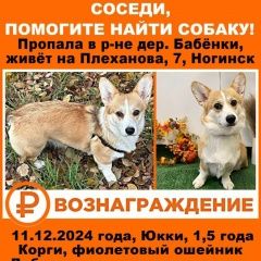 Подробнее об объявлении «Ногинск Пропала собака» Фото: пропала собака Вельш корги «Ногинск Пропала собака» в г. Ногинск