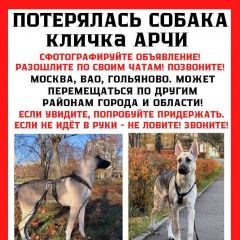 Подробнее об объявлении «Пропала собака кобель поможем арчи вернуться домой Москва» Фото: пропала собака  «Пропала собака кобель поможем арчи вернуться...» в г. Москва