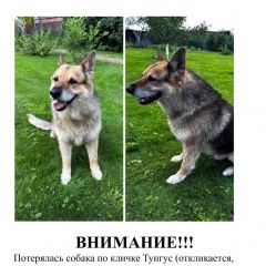 Подробнее об объявлении «Ногинск Пропала собака кобель помогите найти» Фото: пропала собака  «Ногинск Пропала собака кобель помогите найти» в г. Ногинск