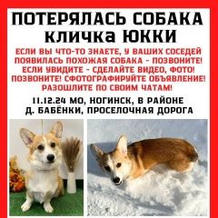 Подробнее об объявлении «Ногинск Пропала собака помогите найти собаку» Фото: пропала собака Вельш корги «Ногинск Пропала собака помогите найти собаку» в г. Ногинск