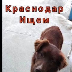 Подробнее об объявлении «Пропала собака кобель Краснодар» Фото: пропала собака  «Пропала собака кобель Краснодар» в г. Краснодар