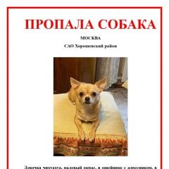 Подробнее об объявлении «Пропала собака Москва» Фото: пропала собака Чихуахуа «Пропала собака Москва» в г. Москва