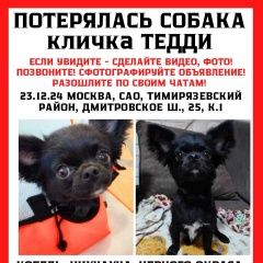 Подробнее об объявлении «Пропала собака кобель Москва» Фото: пропала собака Чихуахуа «Пропала собака кобель Москва» в г. Москва