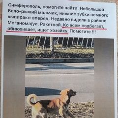 Подробнее об объявлении «Пропала собака кобель Симферополь» Фото: пропала собака  «Пропала собака кобель Симферополь» в г. Симферополь