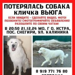 Подробнее об объявлении «Пропала собака белая Дедовск» Фото: пропала собака Пиренейская горная собака «Пропала собака белая Дедовск» в г. Дедовск